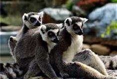 长沙生态动物园：节尾狐猴岛