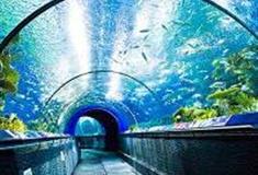 上海海洋水族馆怎么玩？附游玩路线