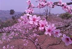 成都桃花故里怎么玩？附游玩路线