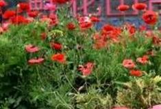 成都鲜花山谷怎么玩？附游玩路线