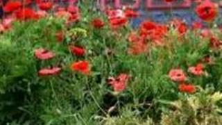 成都鲜花山谷怎么玩？附游玩路线