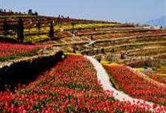 重庆花卉园怎么玩？附游玩路线