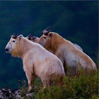 长沙生态动物园19203
