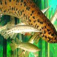 广州海洋馆17778