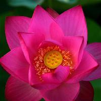 三水荷花世界17330