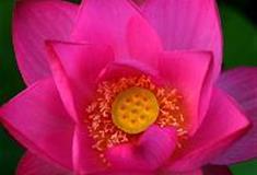 三水荷花世界：红千叶