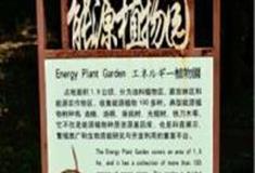 中国科学院华南植物园：能源植物园