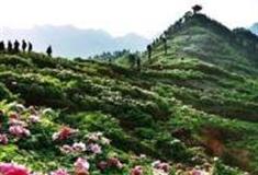 重庆垫江牡丹花海怎么玩？附游玩路线