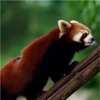 长沙生态动物园小熊猫馆