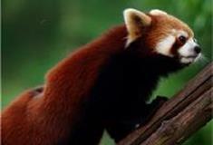 长沙生态动物园：小熊猫馆