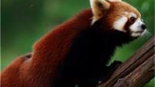 长沙生态动物园：小熊猫馆