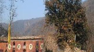 伏羲山神仙洞：古亢树