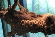 武汉zoolungzoolung动物主题公园怎么玩？附游玩路线